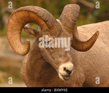 Ein Bighorn Ram zeigt offensichtlich Verachtung. Stockfoto