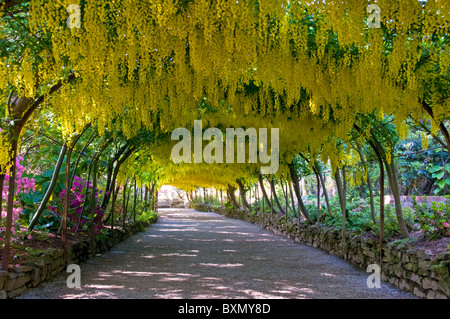 Laburnum Bogen, Bodnant Gardens in der Nähe von Colwyn Bay, Clwyd, North Wales, UK Stockfoto