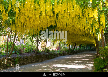 Laburnum Arch, Bodnant Gardens, Conwy County Borough, North Wales, Großbritannien Stockfoto