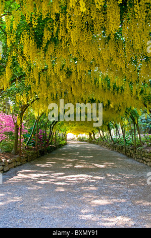 Laburnum Arch, Bodnant Gardens, Conwy County Borough, North Wales, Großbritannien Stockfoto