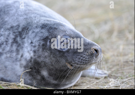 Grey seal (Halychoerus Grypus - Halichoerus Grypus) close-up eines jungen Hundes ruht auf den Dünen im Winter - Lincolnshire - England Stockfoto