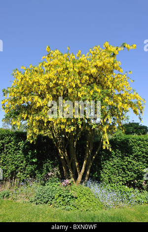 Goldene Kette - Goldregen Baum (Laburnum Anagyroides - Cytisus Laburnum) blühen in einem Garten im Frühling Stockfoto