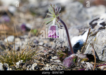 Pulsatilla Vulgaris Var Gotlandica, Kuhschelle. Stockfoto