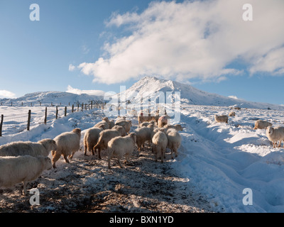 Schafe im Winterschnee auf Moel Siabod, Snowdonia Stockfoto