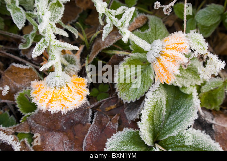 Ringelblume in Raureif bedeckt. Stockfoto