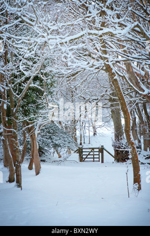 schneebedeckte Tor in den Wäldern von Holford in Somerset Stockfoto