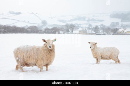 Zwei Schaf stehend in einem schneebedeckten Feld auf Exmoor im Winter Stockfoto