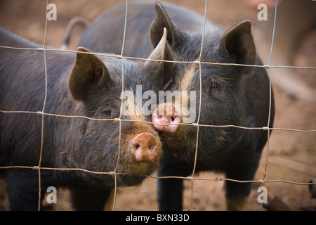 Zwei schwarze Bauernhof biologisch gefüttert Schweine aufgereiht an einem Drahtzaun Stockfoto