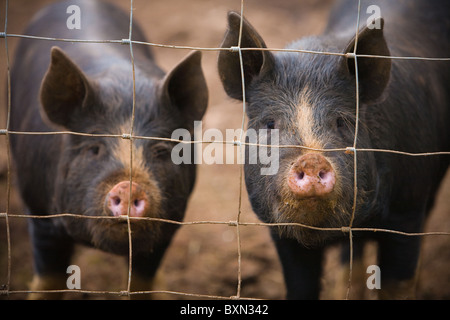 Zwei schwarze Bauernhof biologisch gefüttert Schweine aufgereiht an einem Drahtzaun Stockfoto
