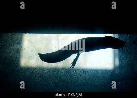 Ein Axolotl, z.B. geschieht, eine Art von Salamander schwimmt in einem Aquarium in Xochimilco, Mexiko-Stadt Stockfoto