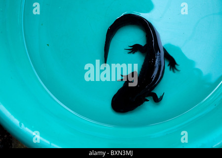 Ein Axolotl, z.B. geschieht, eine Art von Salamander steht in einem Eimer in Xochimilco, Mexiko-Stadt, 18. Januar 2009. Stockfoto