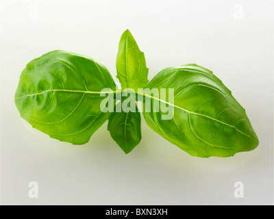 Frische Basilikumblätter Stockfoto