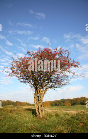 Weißdornbaum mit roten Beeren gegen herbstlich blauen Himmel im Herbst in Dyrehaven, Eremitagen, der Eremitage, nördlich von Kopenhagen, Dänemark. Stockfoto