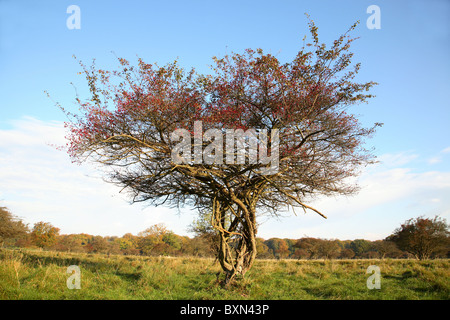 Weißdornbaum mit roten Beeren gegen herbstlich blauen Himmel im Herbst in Dyrehaven, Eremitagen, der Eremitage, nördlich von Kopenhagen, Dänemark. Stockfoto