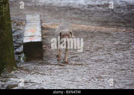 Weimaraner Stockfoto