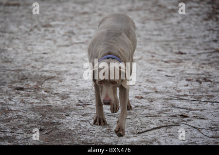 Weimaraner Stockfoto