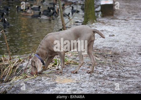 Weimaraner Stockfoto