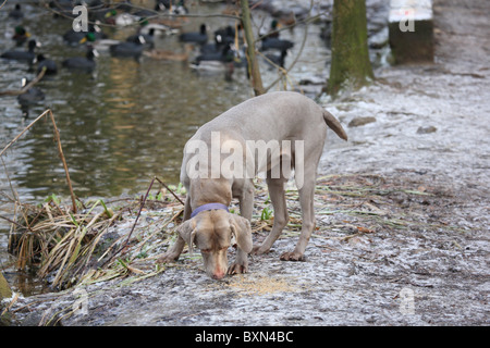 Weimaraner Stockfoto