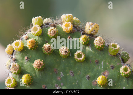 Giant Prickly Pear Cactus (Opuntia Galapageia Profusa), auf der Insel Rabida, Galapagos. Stockfoto