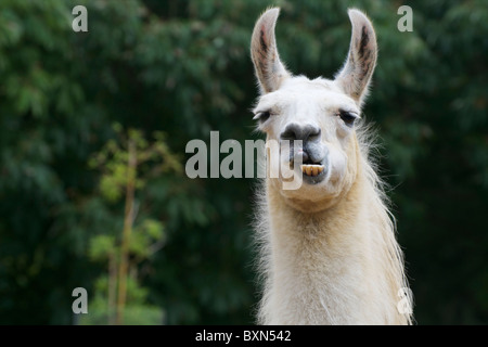 Ein Lama mit Haltung am London Zoo, Regents Park, London. Stockfoto