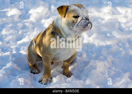 Eine britische Bulldogge saß im Schnee Stockfoto