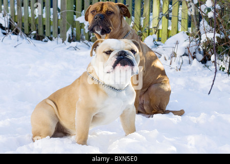 Eine britische Bulldogge saß im Schnee Stockfoto