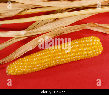 POPCORN, PERLE ART (ZEA MAYS EVERTA) STUDIO Stockfoto