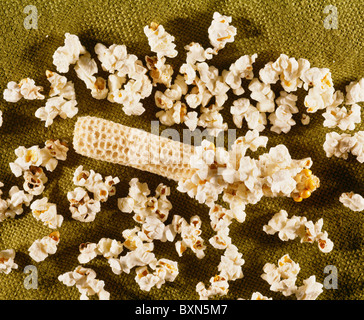 POPCORN, PERLE ART (ZEA MAYS EVERTA) / STUDIO Stockfoto