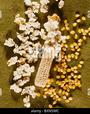 POPCORN, PERLE ART (ZEA MAYS EVERTA) / STUDIO Stockfoto