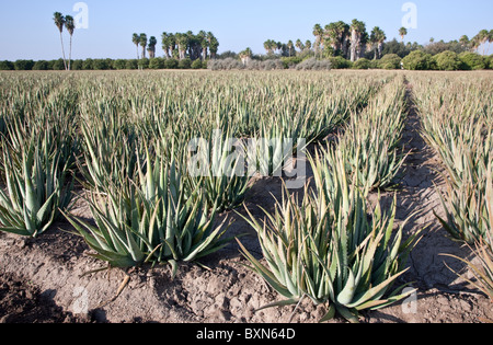 Aloe-Vera-Pflanzen, Feld, Pflanzung, Stockfoto