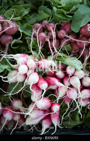 Radieschen, Bauernmarkt Stockfoto