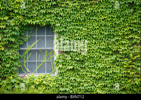 Fenster mit Efeu bedeckt Stockfoto