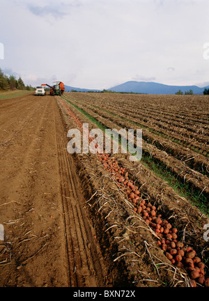KARTOFFEL-ERNTE-JOHN DEERE 7600 MIT KARTOFFELRODER UND LKW IM BEREICH ADIRONDACK-GEBIRGE IM HERBST FARBE NEW YORK STATE Stockfoto
