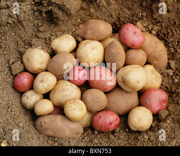 KARTOFFELN (SOLANUM TUBEROSUM) ROTE PONTIAC, NORGOLD ROTBRAUN UND IREN SCHUSTER / STUDIO Stockfoto