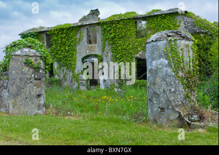 Aufgegeben, verfallenes Haus renovierungsbedürftig, bedeckt mit Efeu und andere Kletterpflanzen in Co. Wexford, Irland Stockfoto