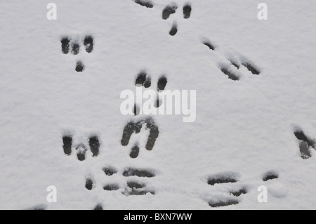 Kaninchen-Spuren im Schnee am zugefrorenen Kanal Stockfoto