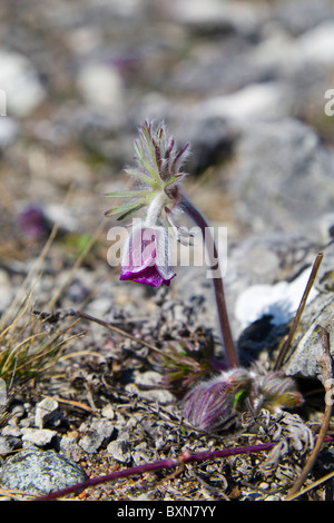 Pulsatilla Vulgaris Var Gotlandica, Kuhschelle. Stockfoto