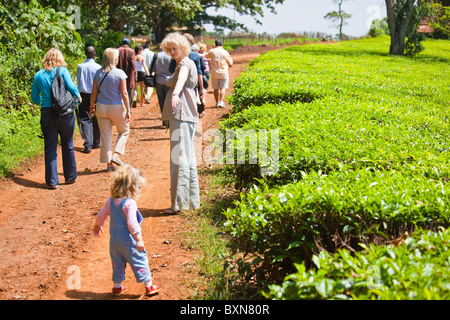 Tee-Plantage Tour Kiambethu Tee Farm, Nairobi, Kenia Stockfoto