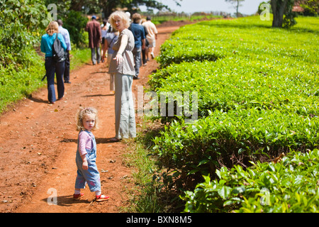 Tee-Plantage Tour Kiambethu Tee Farm, Nairobi, Kenia Stockfoto