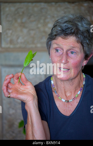 Tee-Plantage Tour, Kiambethu Farm, Nairobi, Kenia Stockfoto