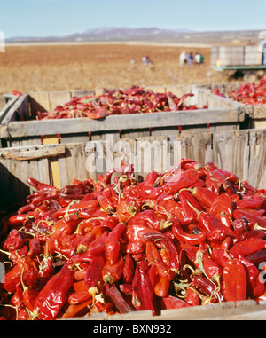 ERNTE ROTE CHILLI / NEW MEXICO Stockfoto