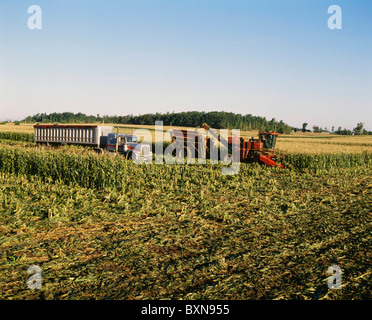 ERNTE MAIS SORTE ASGROW MEHR MIT DUMP WARENKORB UND KOPF WACHSEN Stockfoto