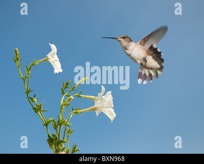 Kleine weibliche Kolibri, immer bereit, ernähren sich von einer schönen weißen Petunia gegen klar blauer Himmel Stockfoto