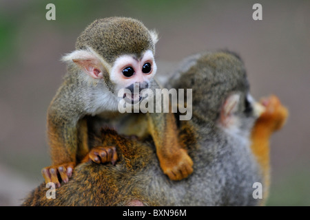 Totenkopfaffen Mutter und Baby im Woburn Safari Park Stockfoto