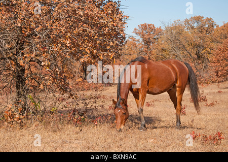 Rote Bucht Araberhengst in einem trockenen Weiden fallen Weide an einem sonnigen Tag Stockfoto