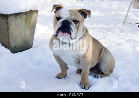 Eine britische Bulldogge saß im Schnee Stockfoto