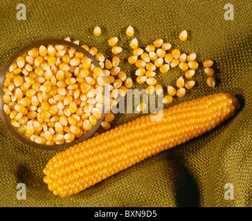 POPCORN, PERLE ART (ZEA MAYS EVERTA) / STUDIO Stockfoto