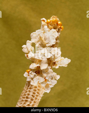 POPCORN, PERLE ART (ZEA MAYS EVERTA) / STUDIO Stockfoto