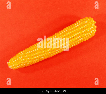 POPCORN, PERLE ART (ZEA MAYS EVERTA) / STUDIO Stockfoto