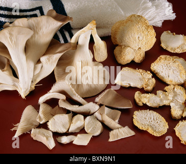 AUSTERNPILZ (PLEUROTUS OSTREATUS) UND HERICUM PILZ (HERICUM ERINACEUS SSP. ERINACEA-ABIETIS) / STUDIO Stockfoto